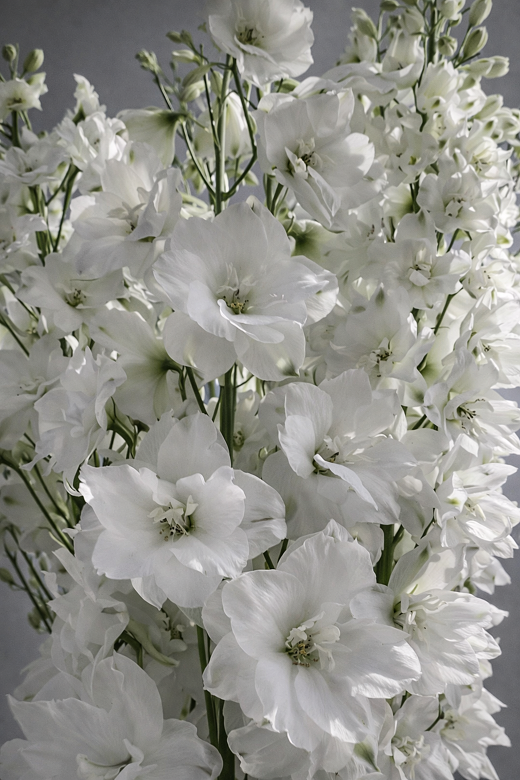 DELPHINIUM SNOW WHITE 120 CM