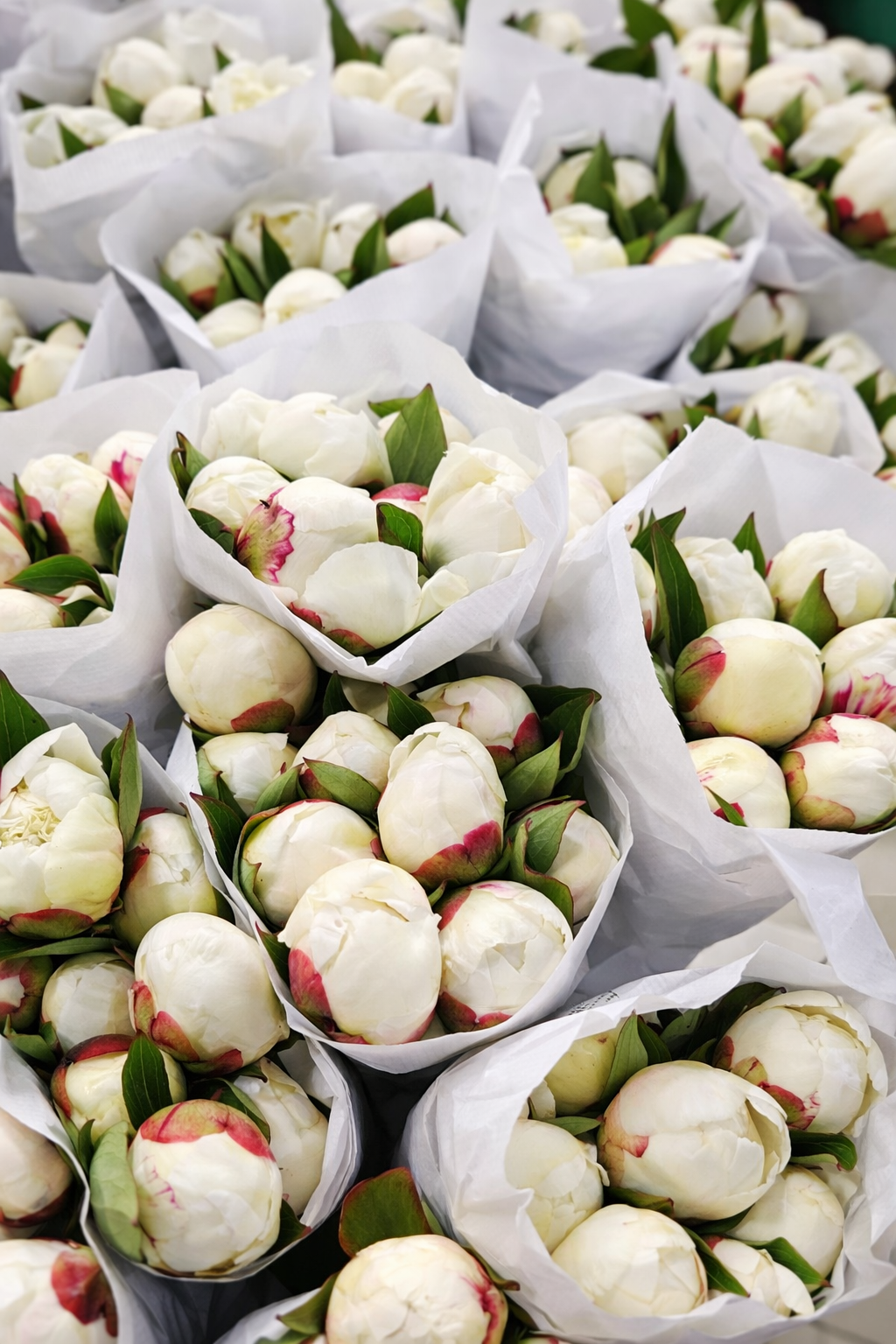 202 IVORY WHITE PEONIES