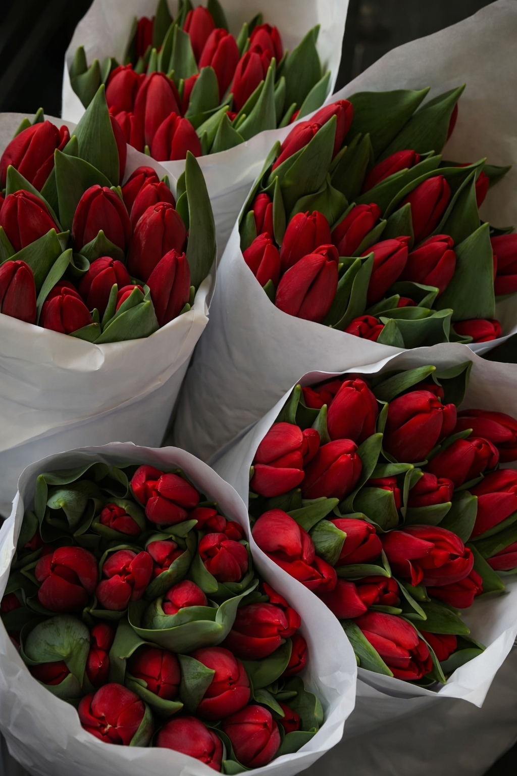 101 RED TULIP