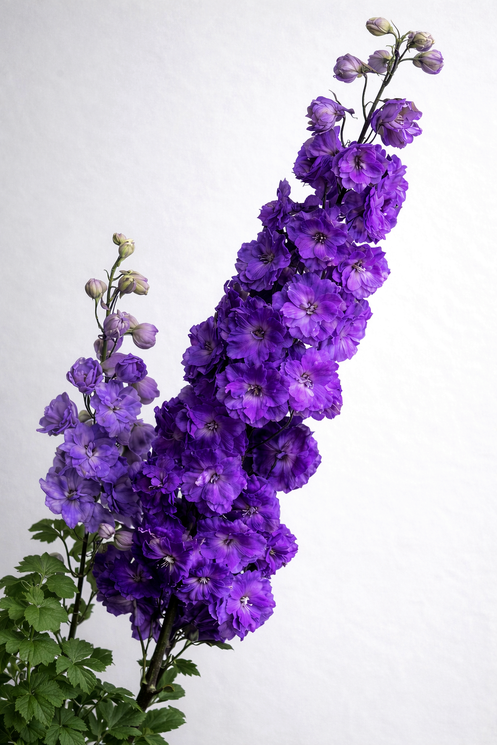 DELPHINIUM DARK PURPLE 120 CM