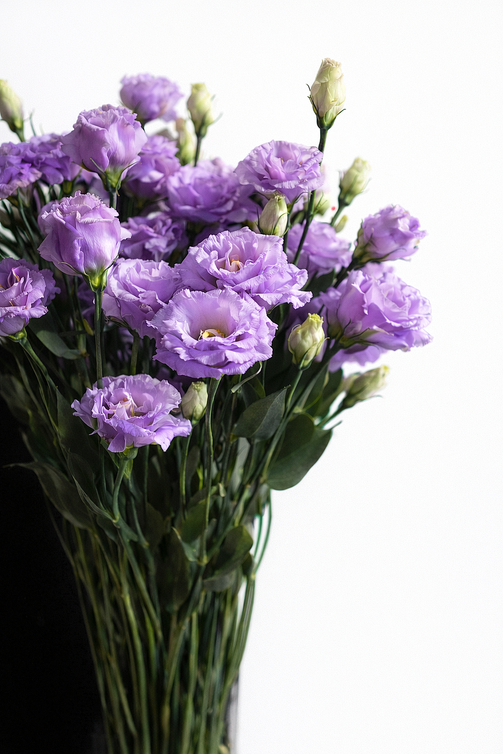 EUSTOMA LIGHT PURPLE 70 CM