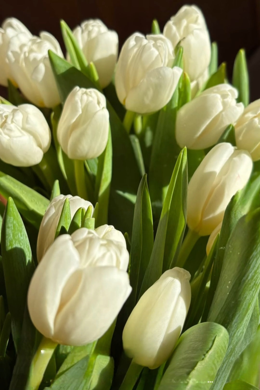 WHITE TULIP