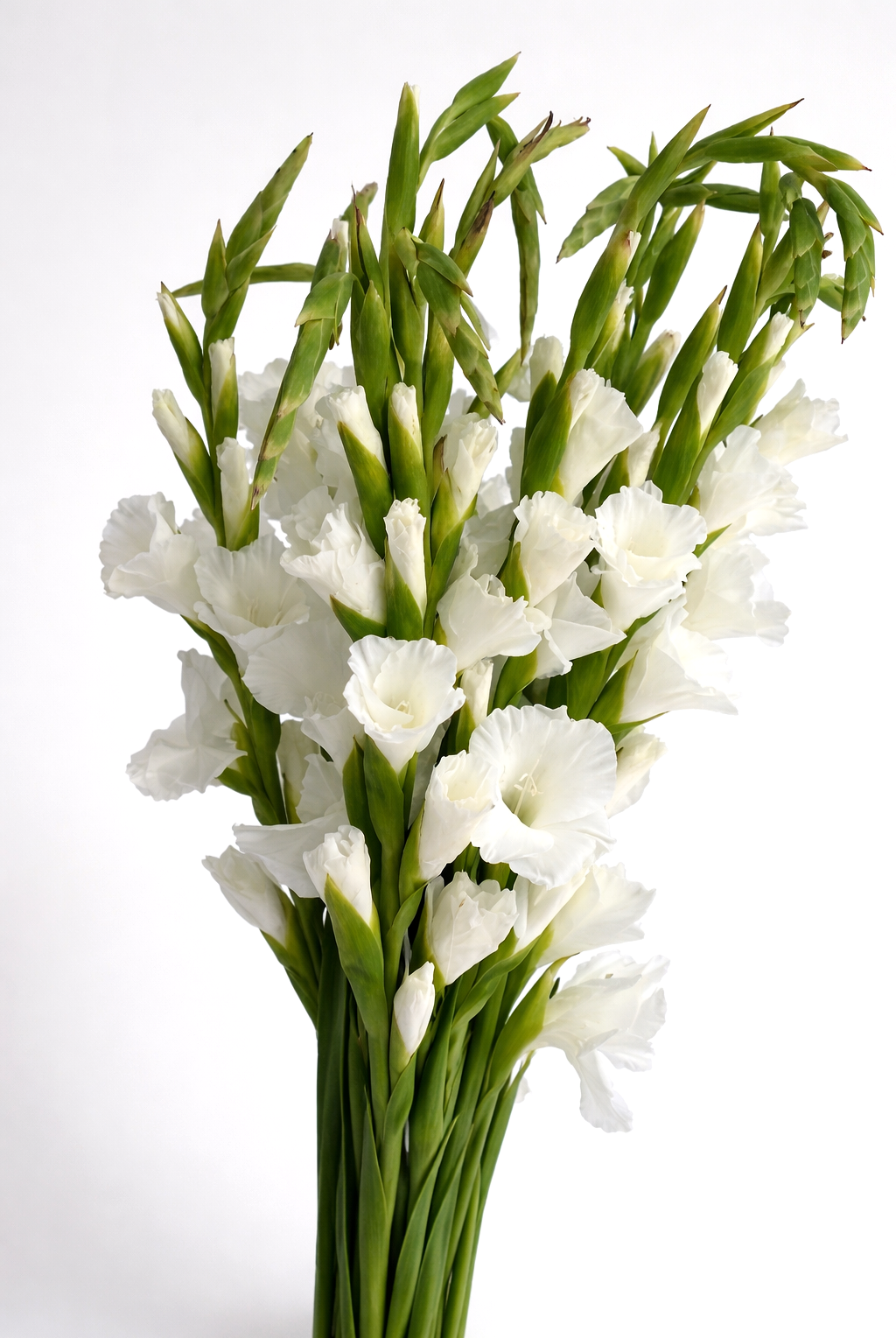 GLADIOLUS SNOW WHITE 100 CM