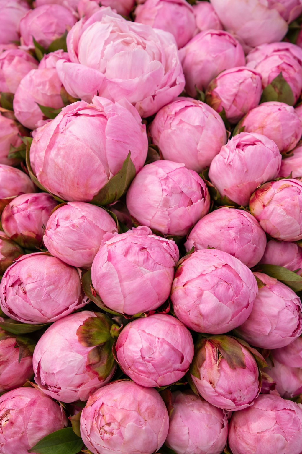 202 BLUSH PINK  PEONIES