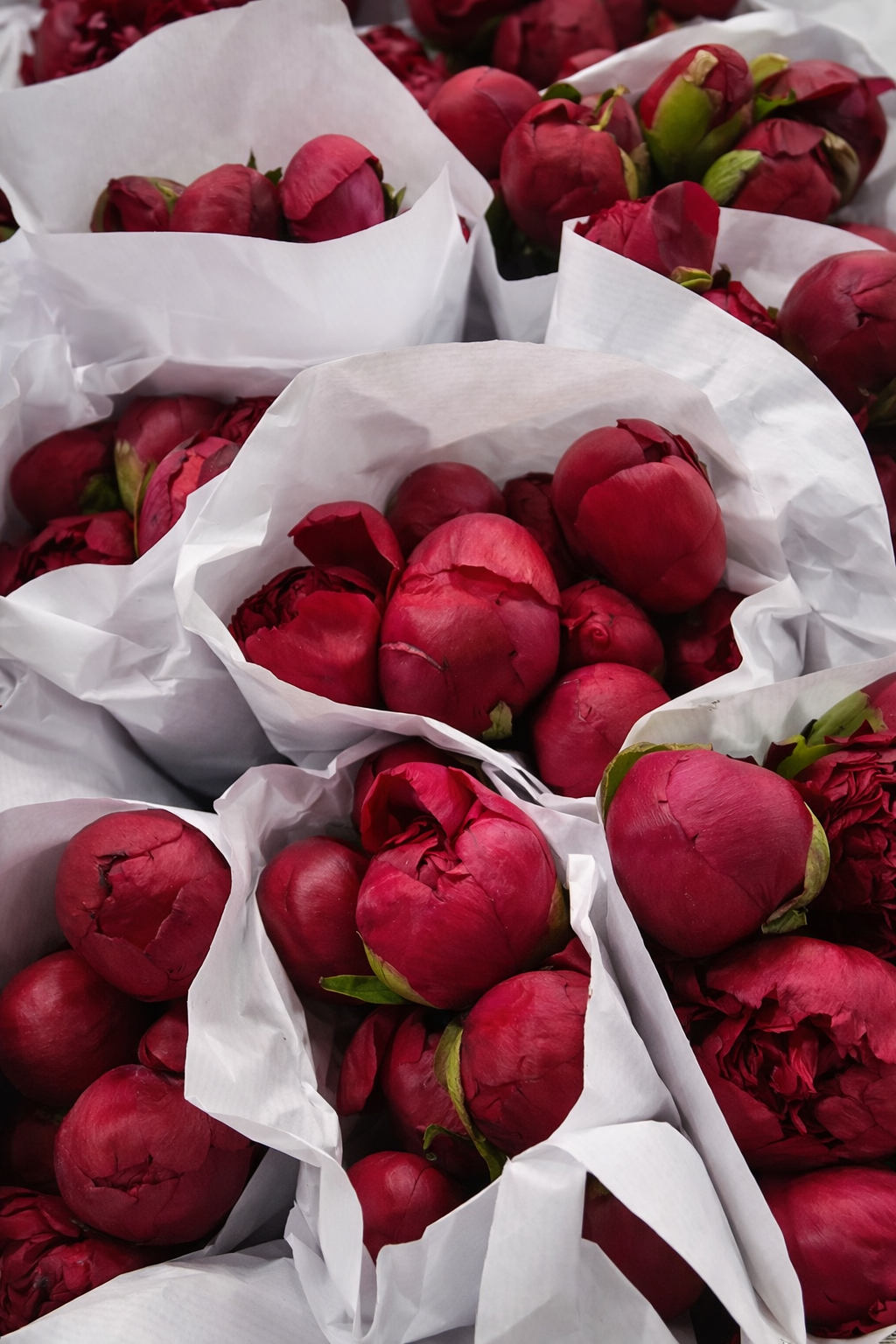 202 ROUGE RED PEONIES