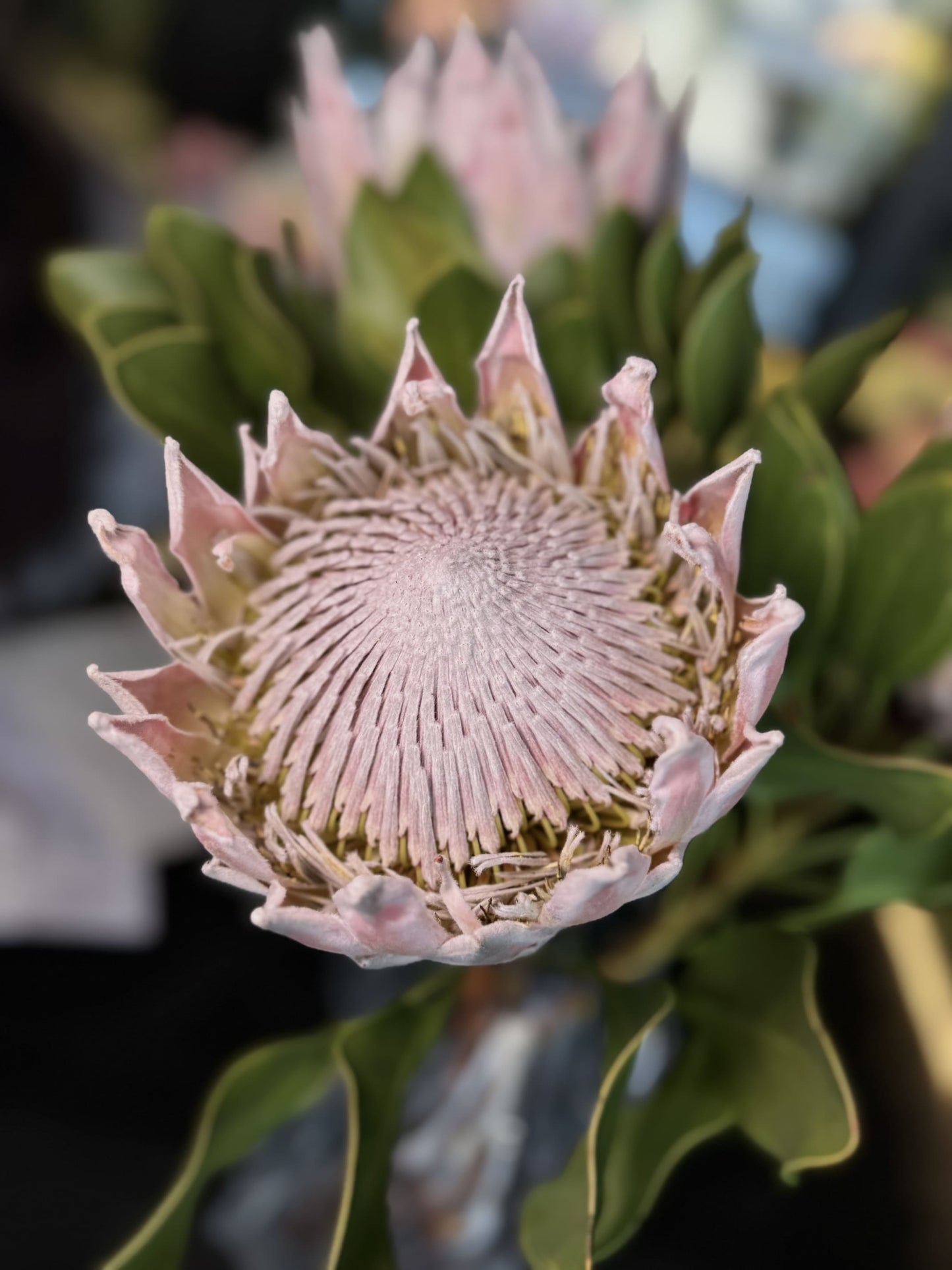 PROTEA KING PINK