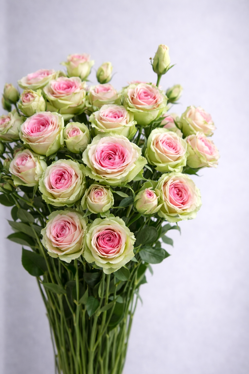 SPRAY ROSE GREEN WITH PINK 70 CM