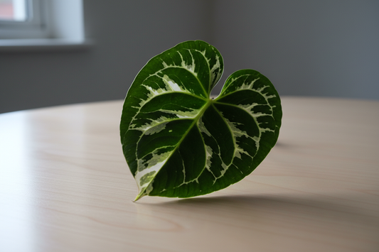 Aunthurium Tequilla one piece on table