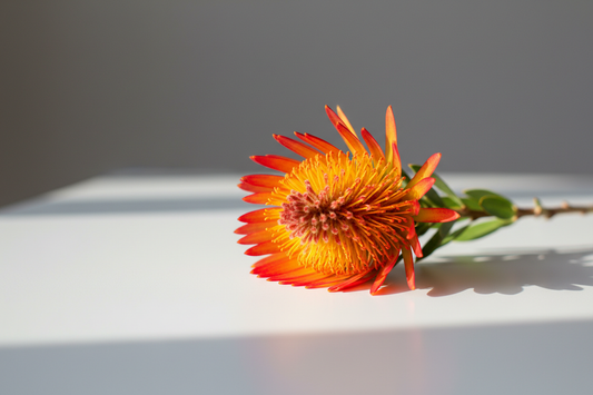 one flower Leucadendron Safari Saunset on table 